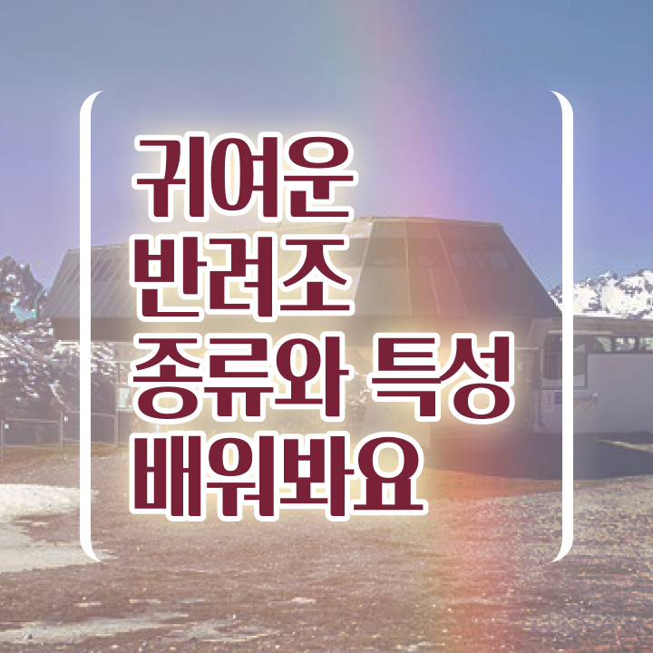  , 반려조관리사 자격증 합격한 후기 최단기간 취득한 과정