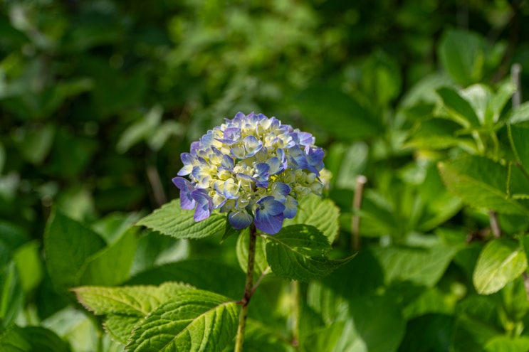  미리 다녀온 부산 해운대 수국 명소 송림공원 6월 가볼만한곳 여행