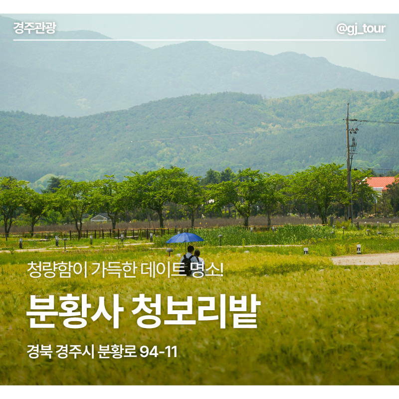 경주데이트코스 분황사 황보리밭을 추천하는 이유 : 네이버 블로그