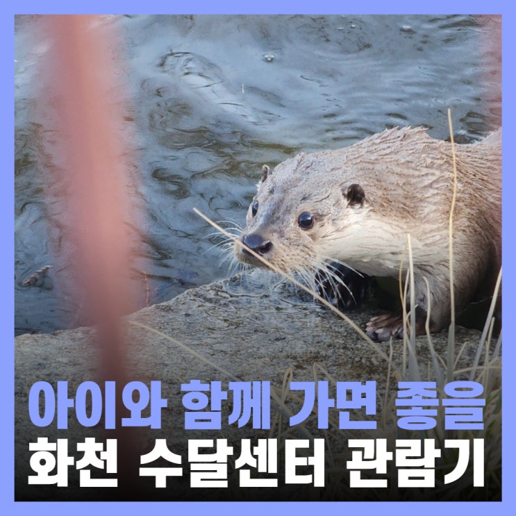  화천 가볼만한 곳 아이와 함께하면 좋은 한국수달연구센터