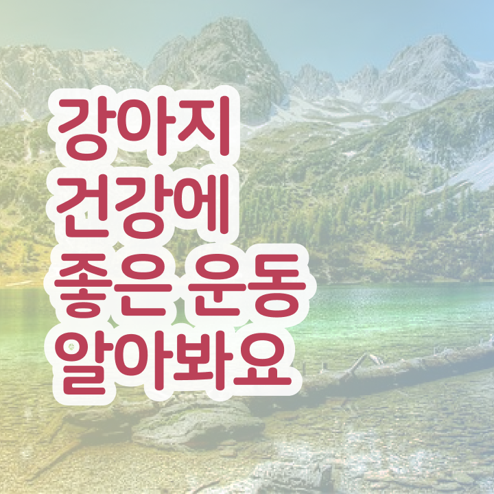  , 반려견운동지도사 빠르게 성공한 후기