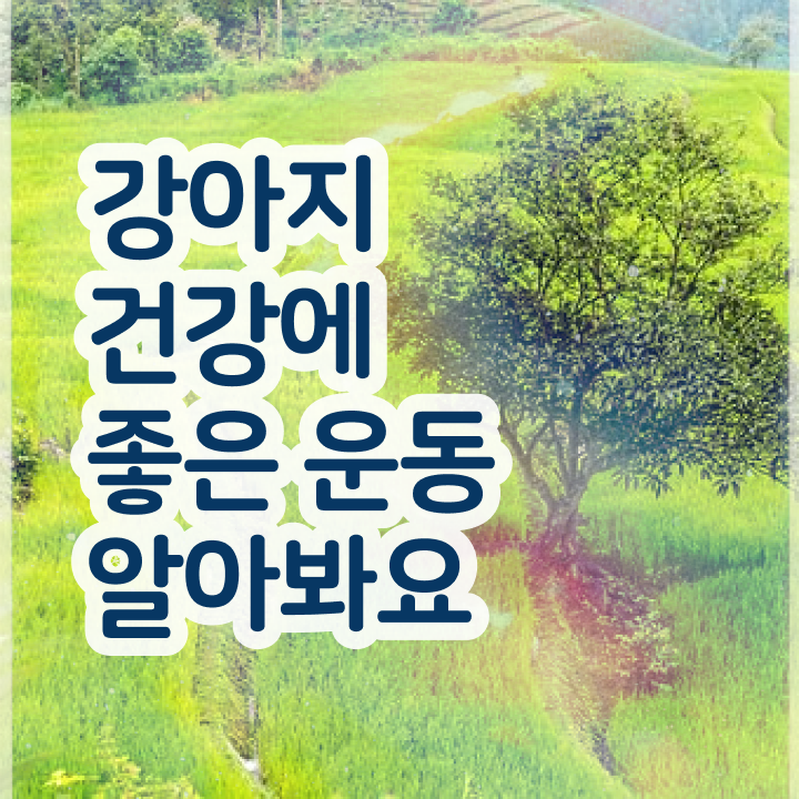  쉬운자격증추천 , 조건없이 반려견운동지도사 취득 가능해요