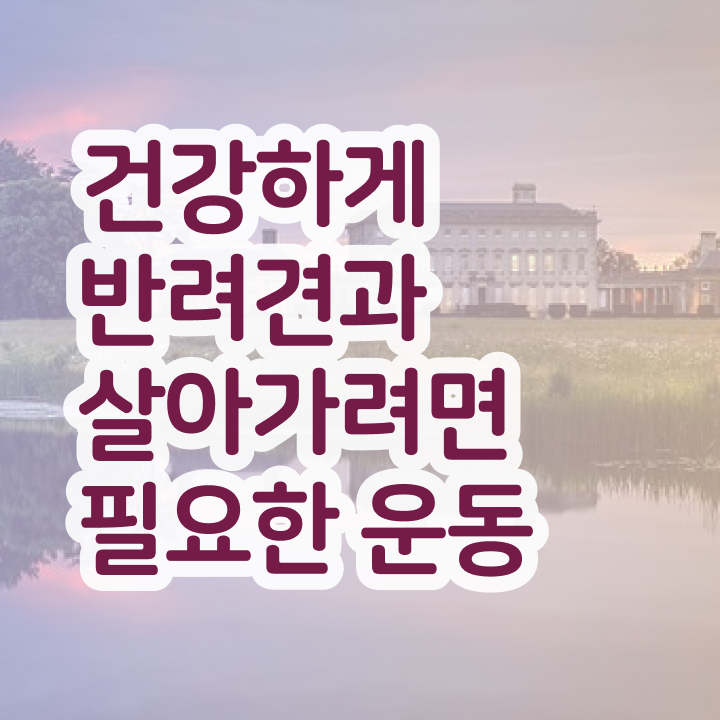  40대취업자격증 , 관련학과 아니어도 반려견운동지도사 성공할 수 있어요