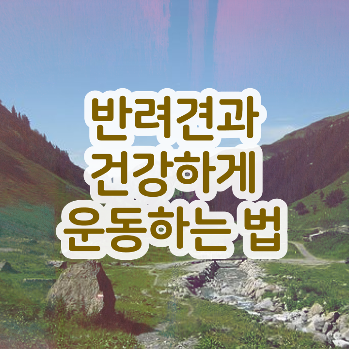  40대경단녀취업 , 상세한 반려견운동지도사자격증 합격 전략