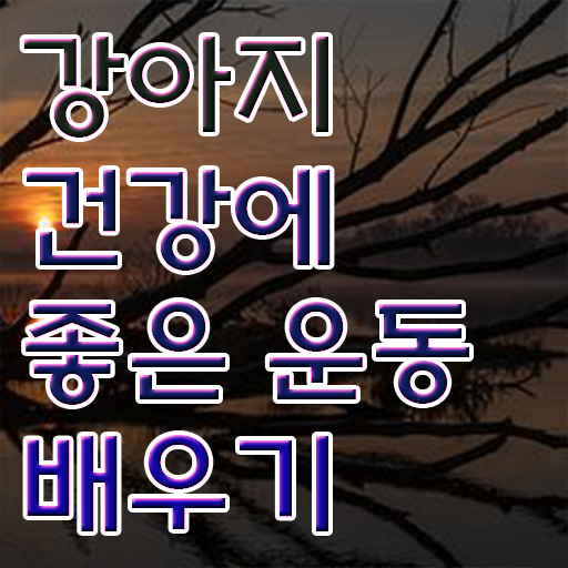  , 반려견운동지도사 온라인 과정만으로 빠르게 준비하는 방법