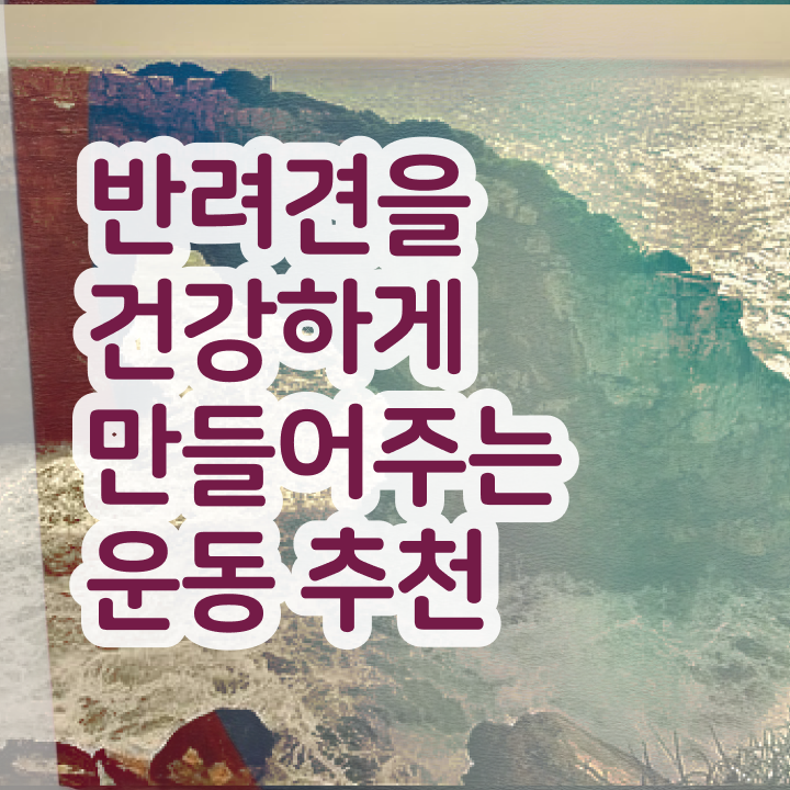  반려동물관리사 취업 온라인으로 반려견운동지도사자격증 합격한 팁 핵심 정보 가득