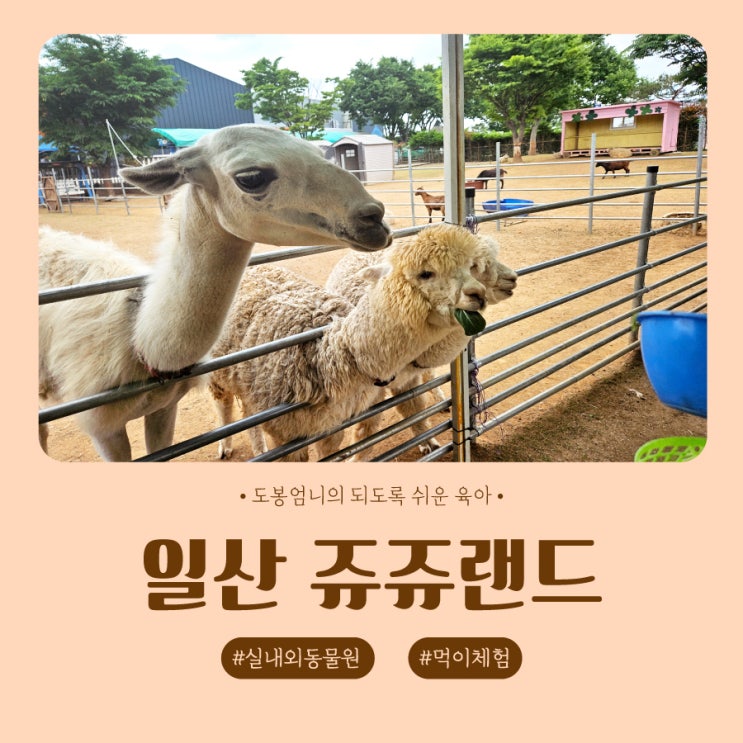  고양 일산 쥬쥬랜드 동물원 서울 근교 아기랑 갈만한곳 입장권 할인