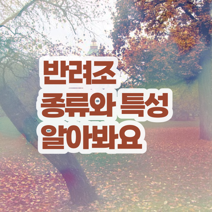  코뉴어 앵무새 종류 , 반려조관리사 자격증 취득한 과정 필수 정보