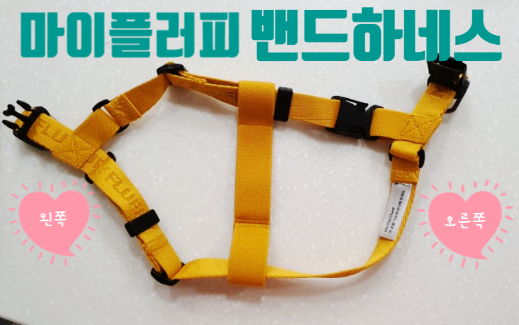  강아지 가슴줄 밴드 하네스 호기