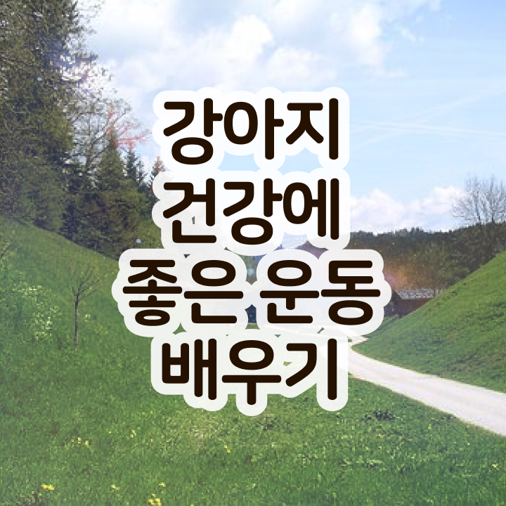  여자 자격증 추천 , 경력없어도 반려견운동지도사 취득 가능해요