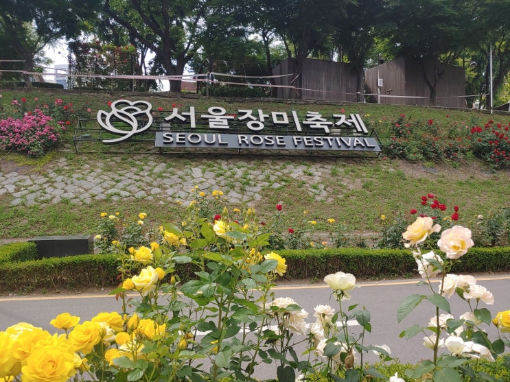  2024서울장미축제 다녀왔어요 중랑구미술학원 답십리미술학원