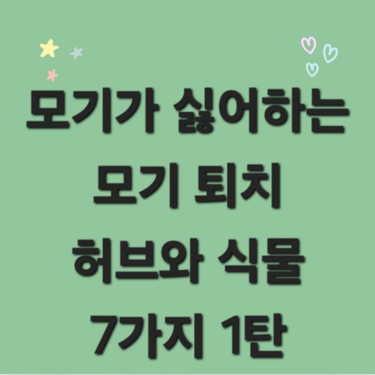  모기가 싫어하는 모기퇴치 허브식물 7가지 1탄