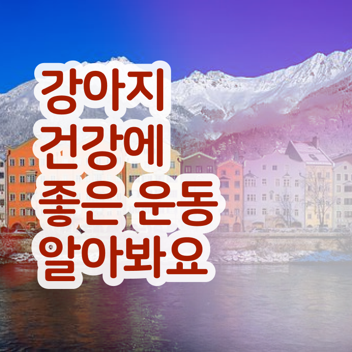  40대여성자격증 , 반려견운동지도사 관련학위 없어도 간편하게 끝냈던 전략