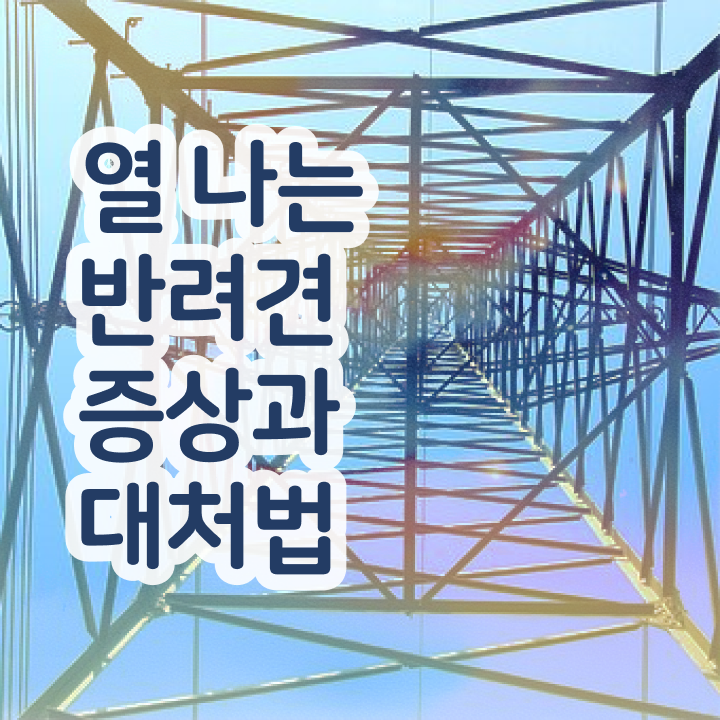  창원 반려동물 장례 , 반려동물관리사 자격증 15일 만에 취득했던 후기 알려드립니다