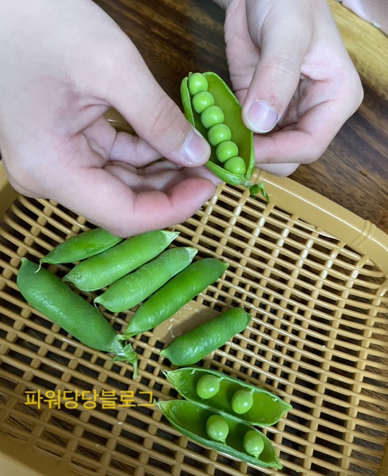  완두콩재배/완두콩수확/콩안먹는아이들에게최고