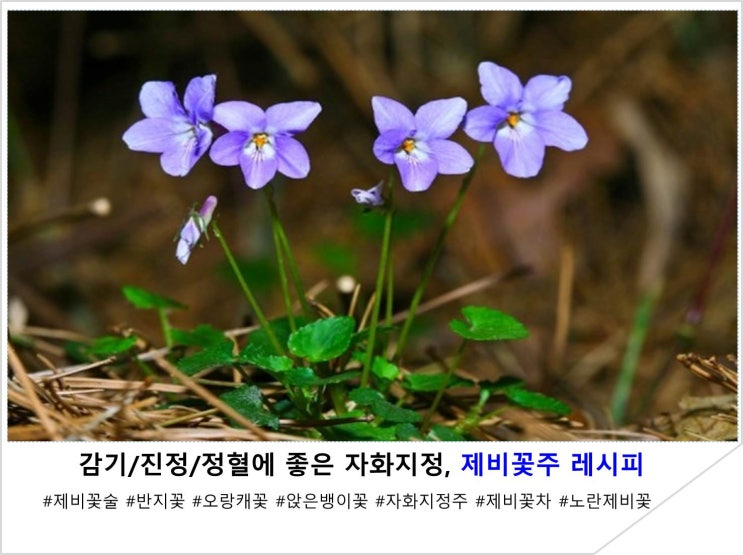  감기/진정/정혈에 좋은 자화지정, 제비꽃주 레시피