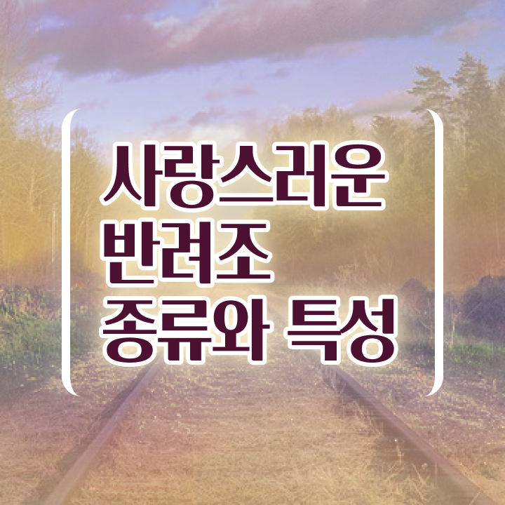  앵무새 인형 , 반려조관리사 자격증 온라인으로 쉽게 합격한 전략 및 전망