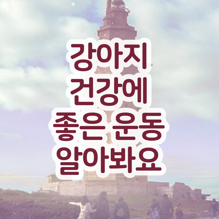  반려견운동지도사 워크샵 , 반려견운동지도사자격증 취득했던 후기 , 무료 교육기관