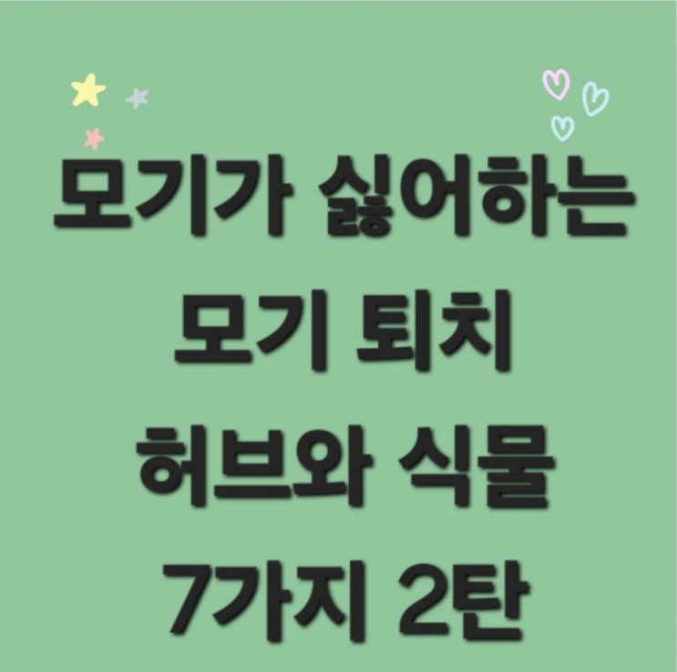  모기가 싫어하는 모기퇴치 허브식물 7가지 2탄