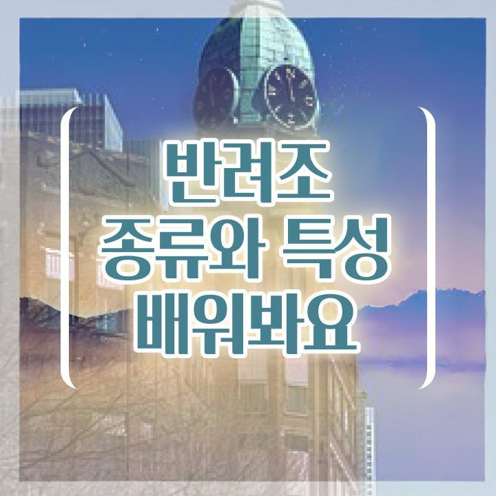  코뉴어 앵무새 키우기 , 반려조관리사 자격증 취득한 방법 알려드립니다