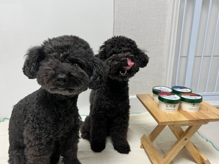  주베베 도러블 강아지 수제 아이스크림 반려견 여름간식