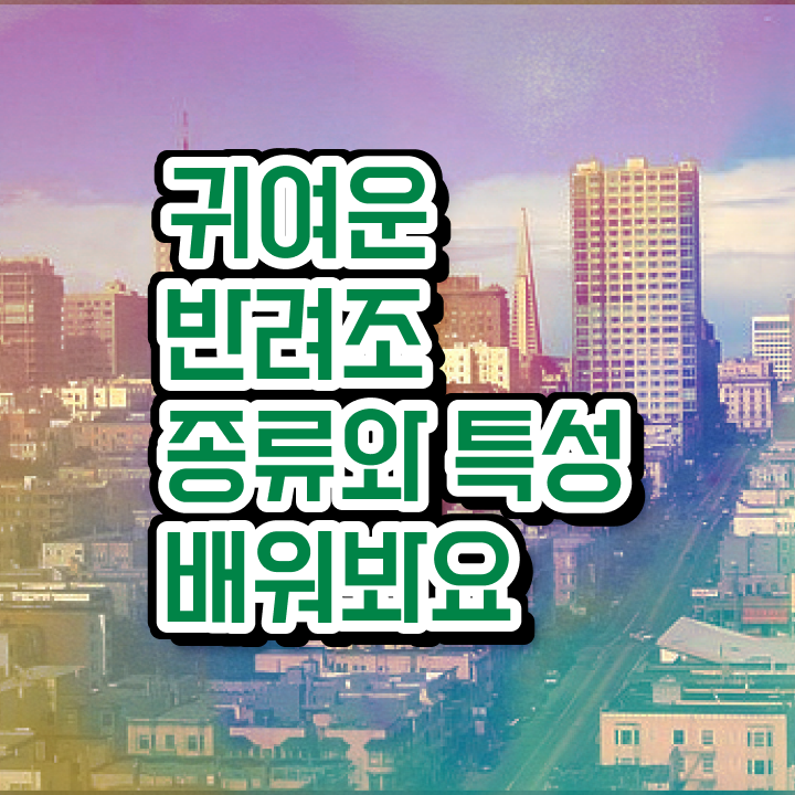  아마존 앵무새 분양 , 반려조관리사 자격증 합격한 팁 알아볼게요