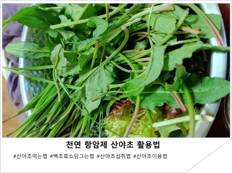  천연 항암제 산야초 활용법