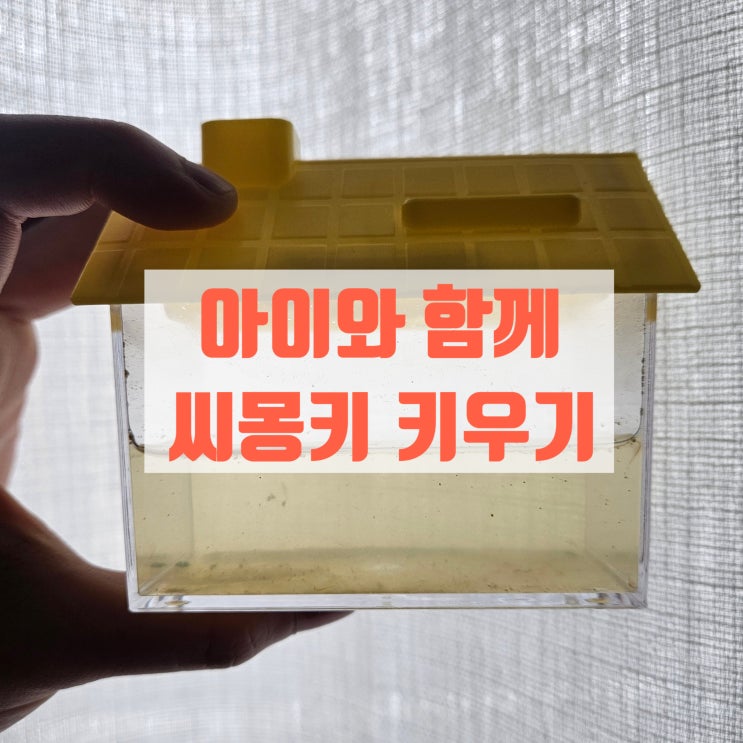  집에서 자연관찰 / 아이와 함께 다이소 씨몽키 키우기, 바다새우 키우기  +2달째 ing