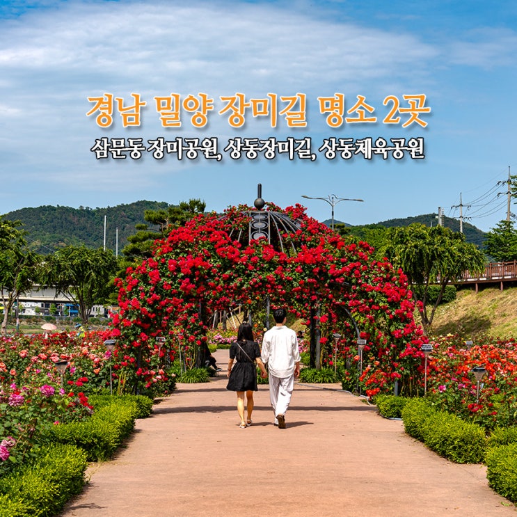  경남 밀양 장미길 명소 2곳 삼문동 장미공원 상동장미길 상동체육공원