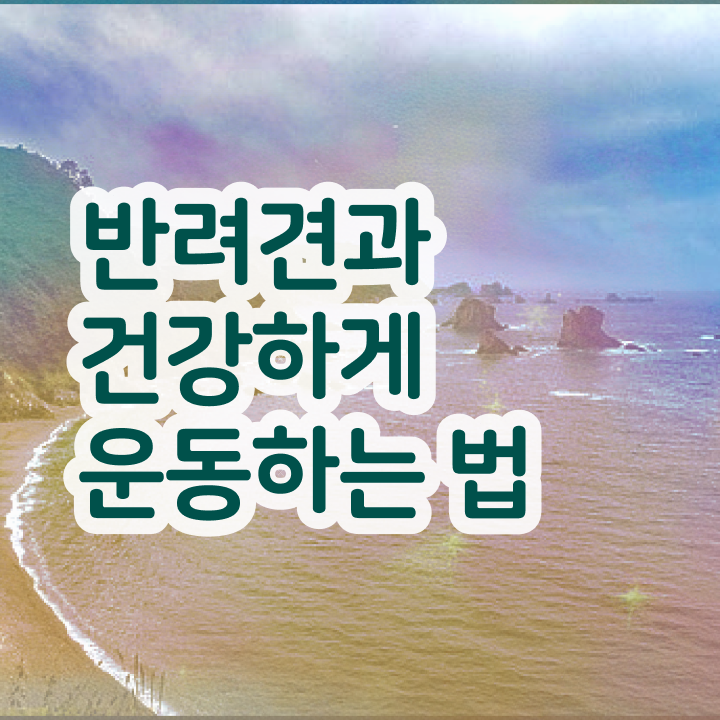 반려동물국가자격증 , 반려견운동지도사자격증 한달 만에 취득방법