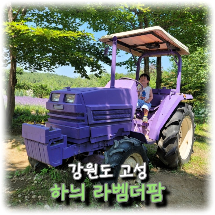  [여행] 6월 강원도 여행은 인생 사진 찍을 수 있는 고성 "하늬 라벤더 팜"