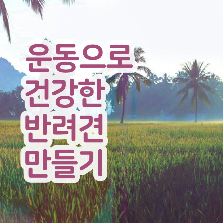  40대여성자격증 , 반려견운동지도사 관련학과 아니어도 간편하게 끝낼수 있었던 전략