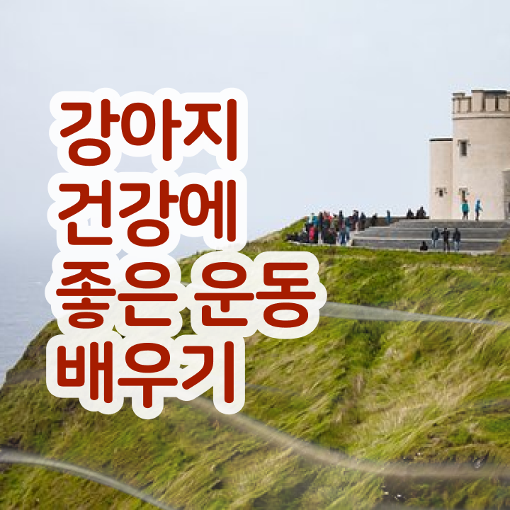  50대남자취업 반려견운동지도사 한달 만에 합격 비법