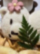 듀레스트ㅣ잠자는 곰 샤로수길 인스타 감성 가득한 방문 후기