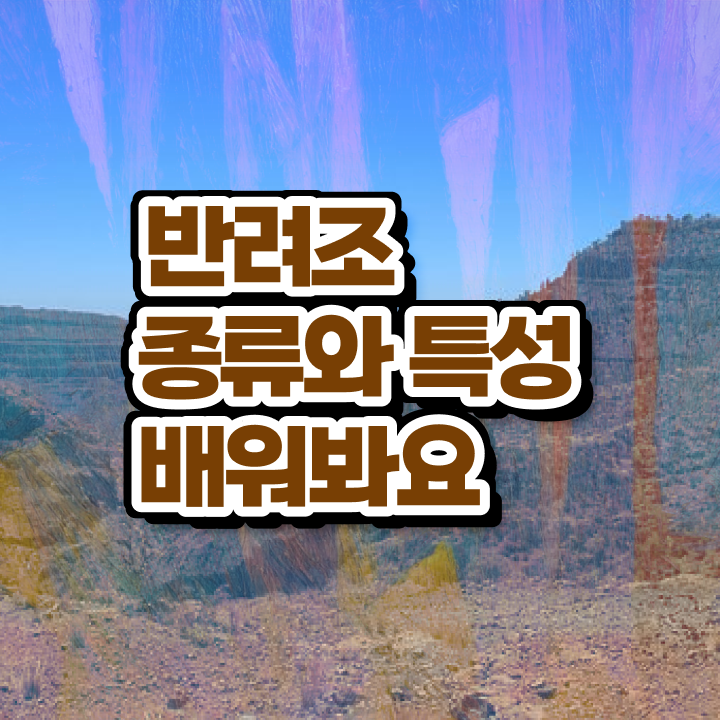  사랑 앵무새 , 반려조관리사 자격증 독학으로 합격한 팁 전격분석