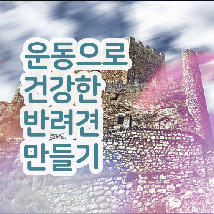  주부 자격증 추천 , 반려견운동지도사 관련학과 졸업장 없어도 인강으로 간편하게 성공한 전략