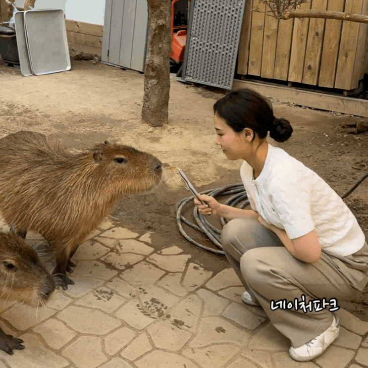  대구여행 가볼 만한 곳 대구 네이처파크 카피바라 먹이체험 데이트 다녀옴