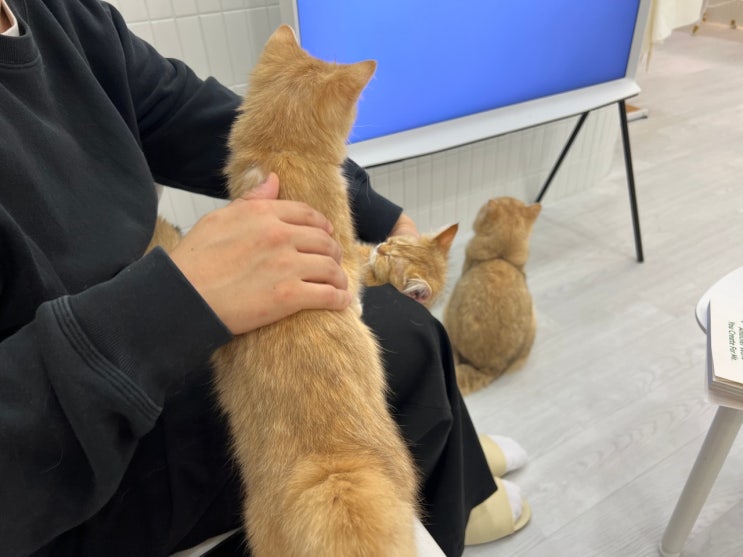 귀여운 고양이를 만날 수 있는 대형 고양이 테마파크 하남 캣플