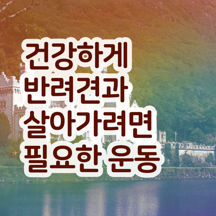  동물관리사 , 반려견운동지도사자격증 간단하게 취득한 과정