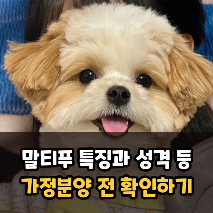  말티푸 특징은? 털갈이 모색 등 가정분양 전 확인하기