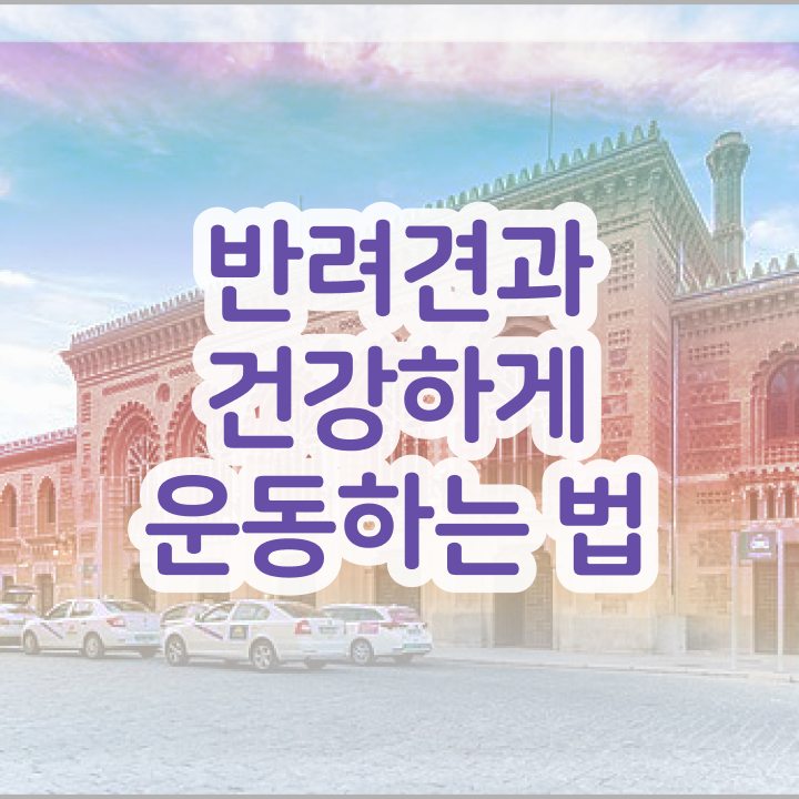  50대취업 , 독학으로 반려견운동지도사자격증 취득한 방법