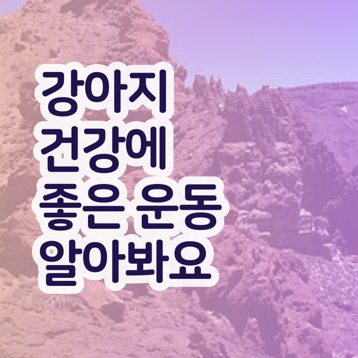  , 반려견운동지도사 완료한 팁