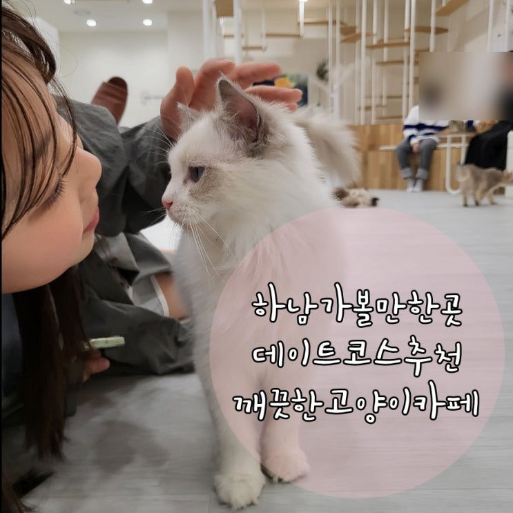  하남 가볼만한곳, 실내 데이트 코스 깨끗한 고양이 카페! 캣플
