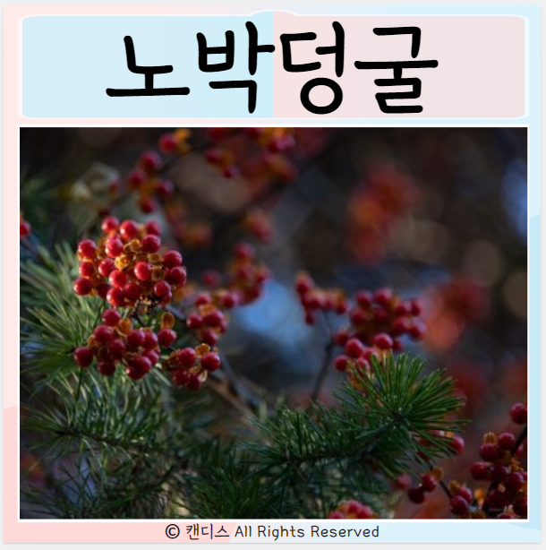  노박덩굴 효능 먹으면 좋은점은? 섭취방법 부작용