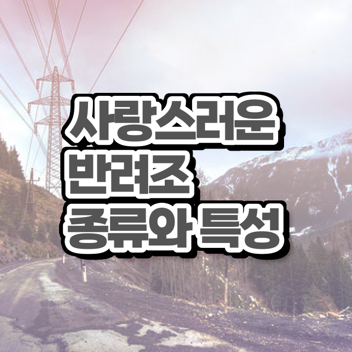  퀘이커 앵무새 수명 , 반려조관리사 자격증 쉽고 빠르게 합격한 후기 핵심 정보