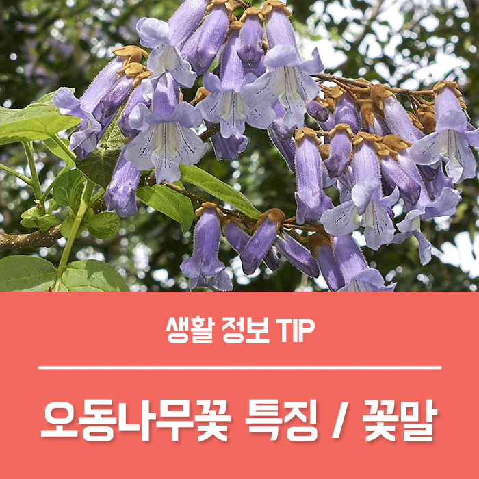  오동나무꽃 특징, 오동나무 꽃말 키우기