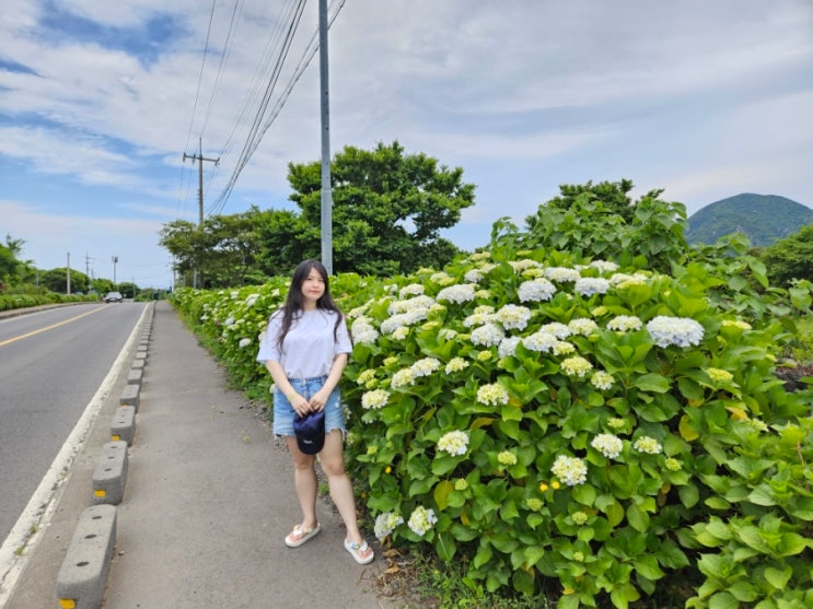  제주도 수국명소 안덕면사무소 수국길 드라이브 수국 개화시기 6월 제주 서쪽 무료 관광지 가볼만한곳 추천