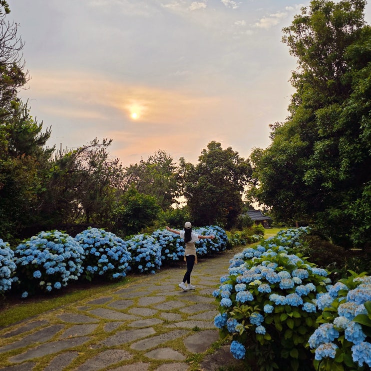  제주도 동쪽 수국명소 제주 혼인지 수국 실시간 만개