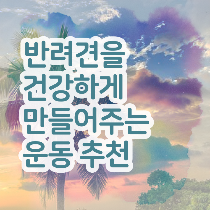  40대취업자격증 , 반려견운동지도사 중년 직장인도 인강만 듣고 독학으로 최단기간 완료한 전략