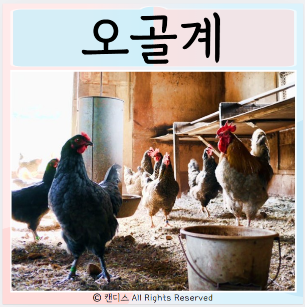  오골계 효능 먹으면 좋은점 부작용은?